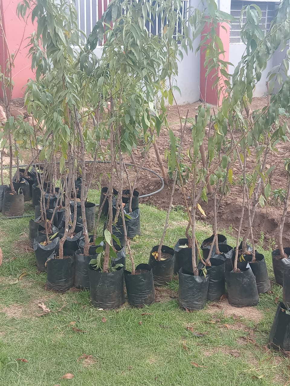 Tree Donations